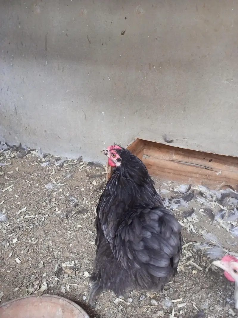 bantam Cochin — photo 5