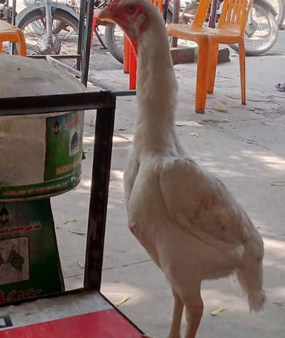 Shamoo female for sale