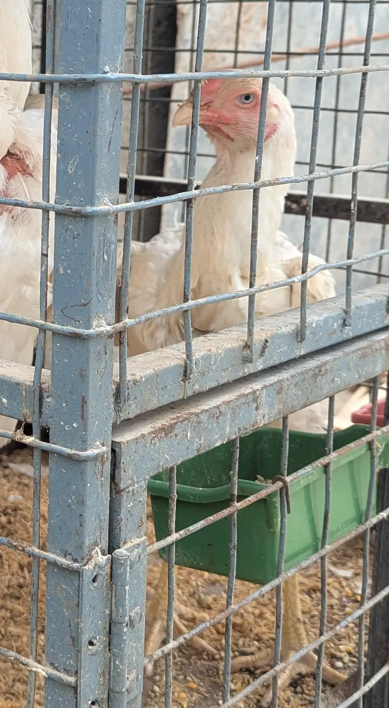 Shamoo female for sale — photo 2