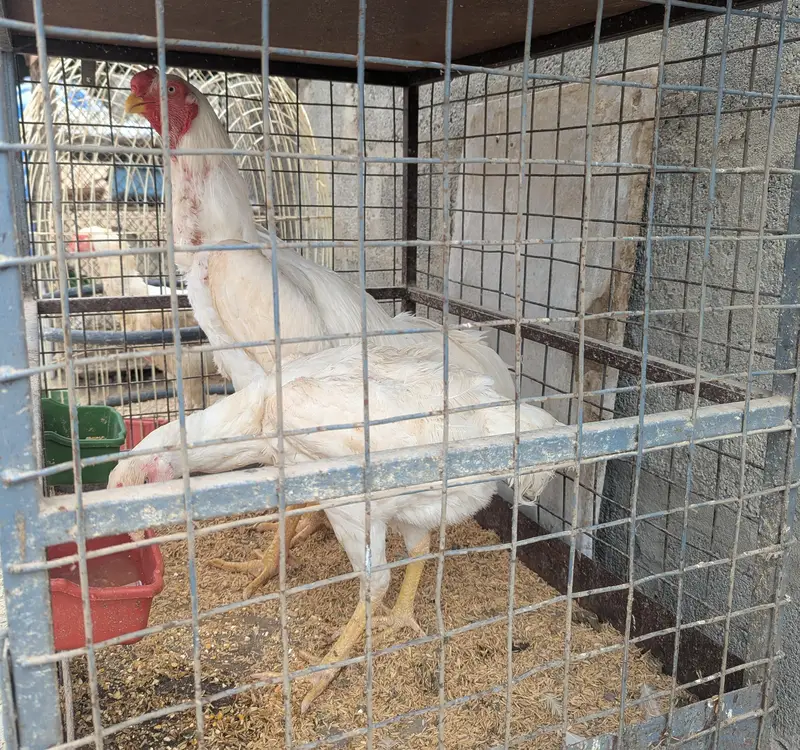Shamoo female for sale — photo 3