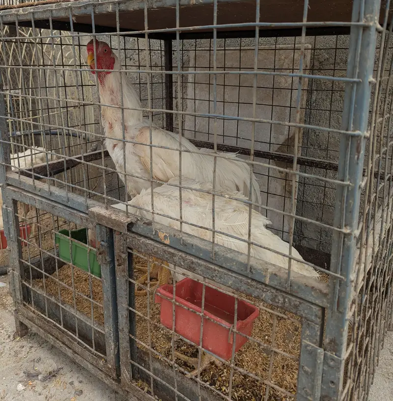 Shamoo female for sale — photo 4