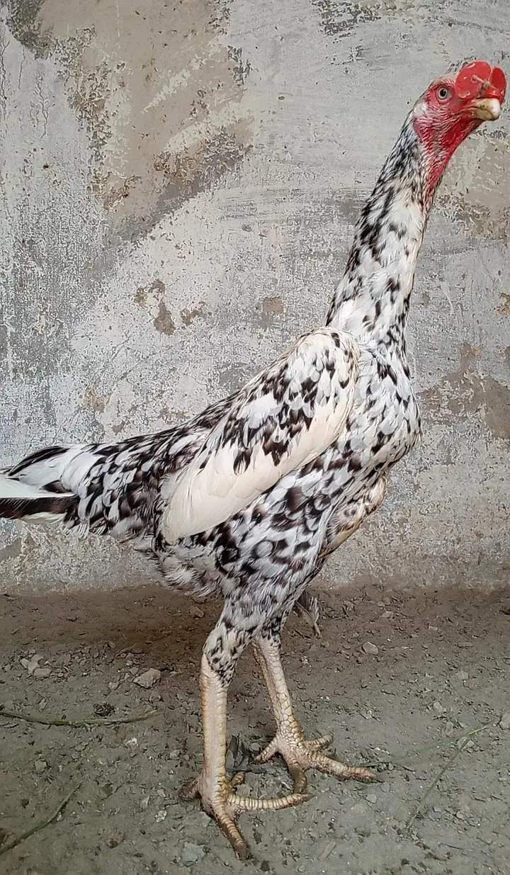 Healthy and active egg laying quality breed female — photo 2