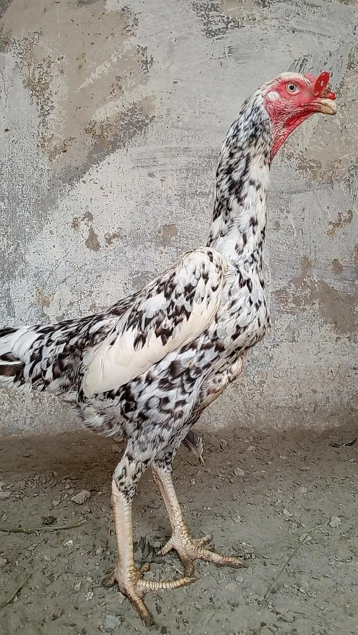 Healthy and active egg laying quality breed female — photo 3