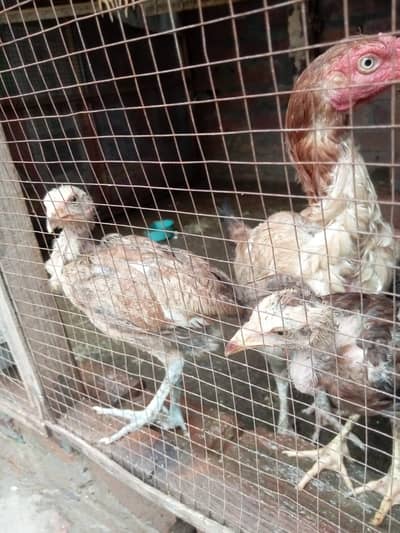 pure jawa chicks for sale in Lahore urgent sale