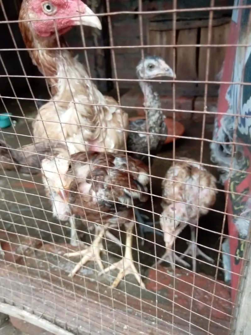 pure jawa chicks for sale in Lahore urgent sale — photo 2