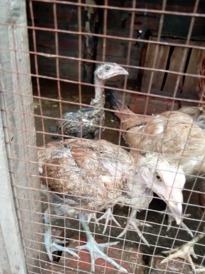 pure jawa chicks for sale in Lahore urgent sale — photo 3