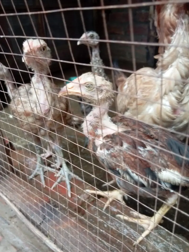 pure jawa chicks for sale in Lahore urgent sale — photo 4