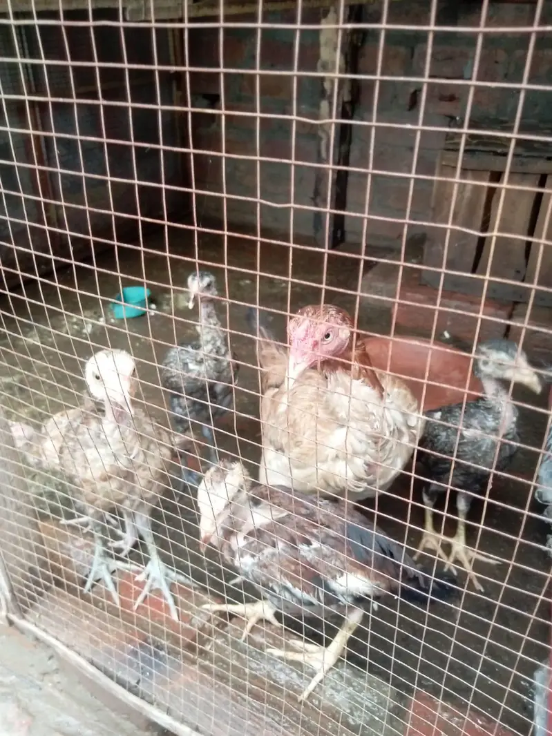 pure jawa chicks for sale in Lahore urgent sale — photo 5