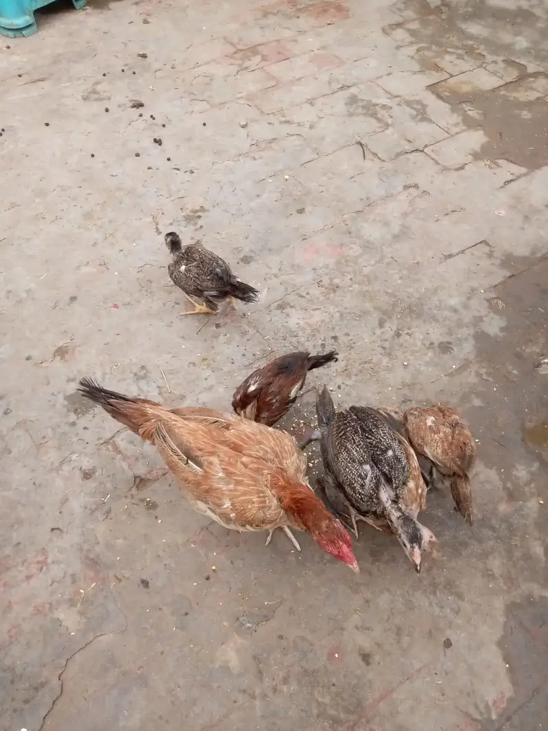 pure jawa chicks for sale in Lahore urgent sale — photo 6