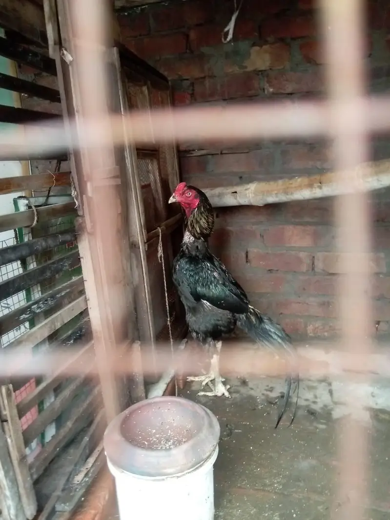 pure jawa chicks for sale in Lahore urgent sale — photo 7