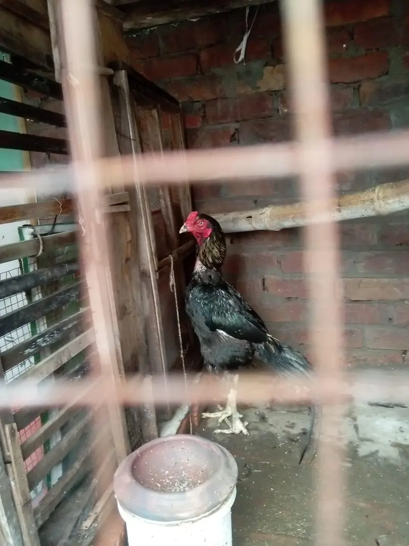 pure jawa chicks for sale in Lahore urgent sale — photo 8
