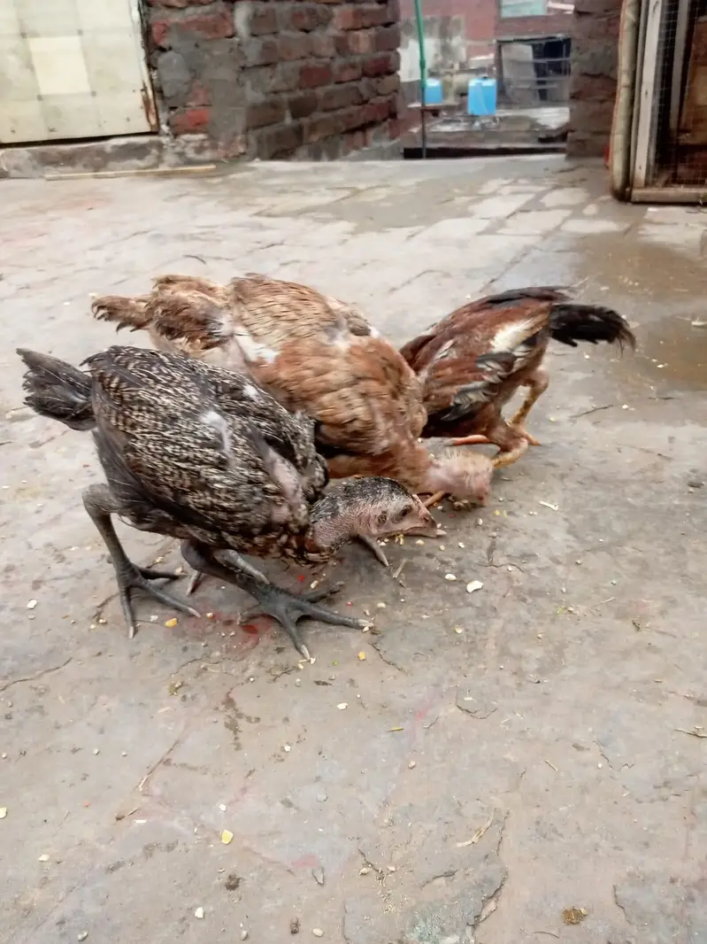 pure jawa chicks for sale in Lahore urgent sale — photo 9