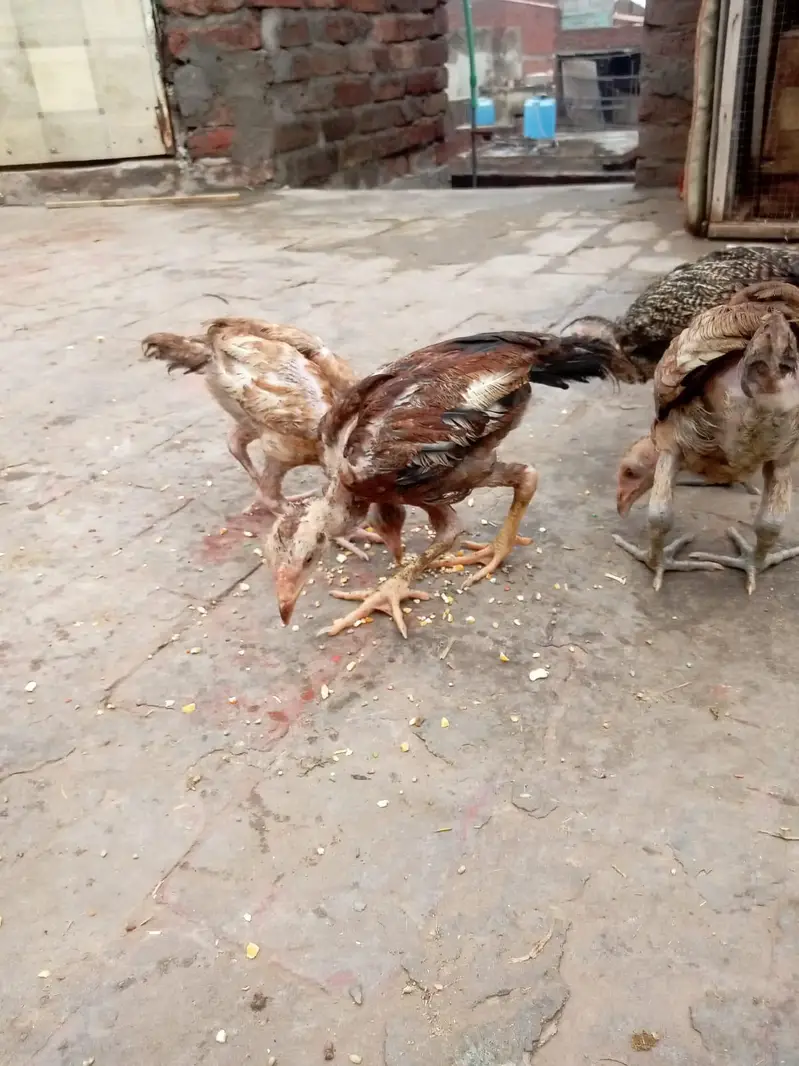 pure jawa chicks for sale in Lahore urgent sale — photo 10