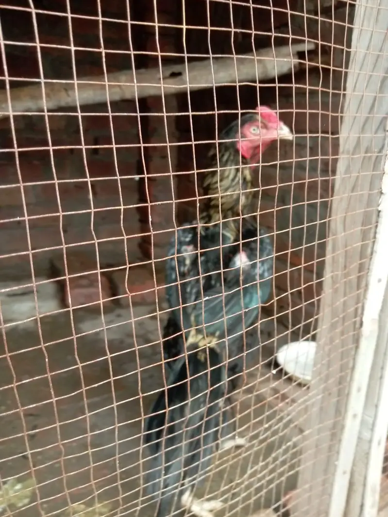 pure jawa chicks for sale in Lahore urgent sale — photo 11