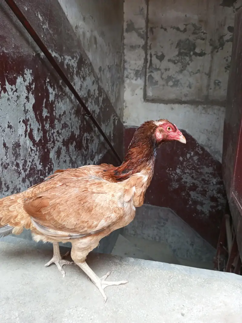 Puer Aseel murgai top Quality — photo 2