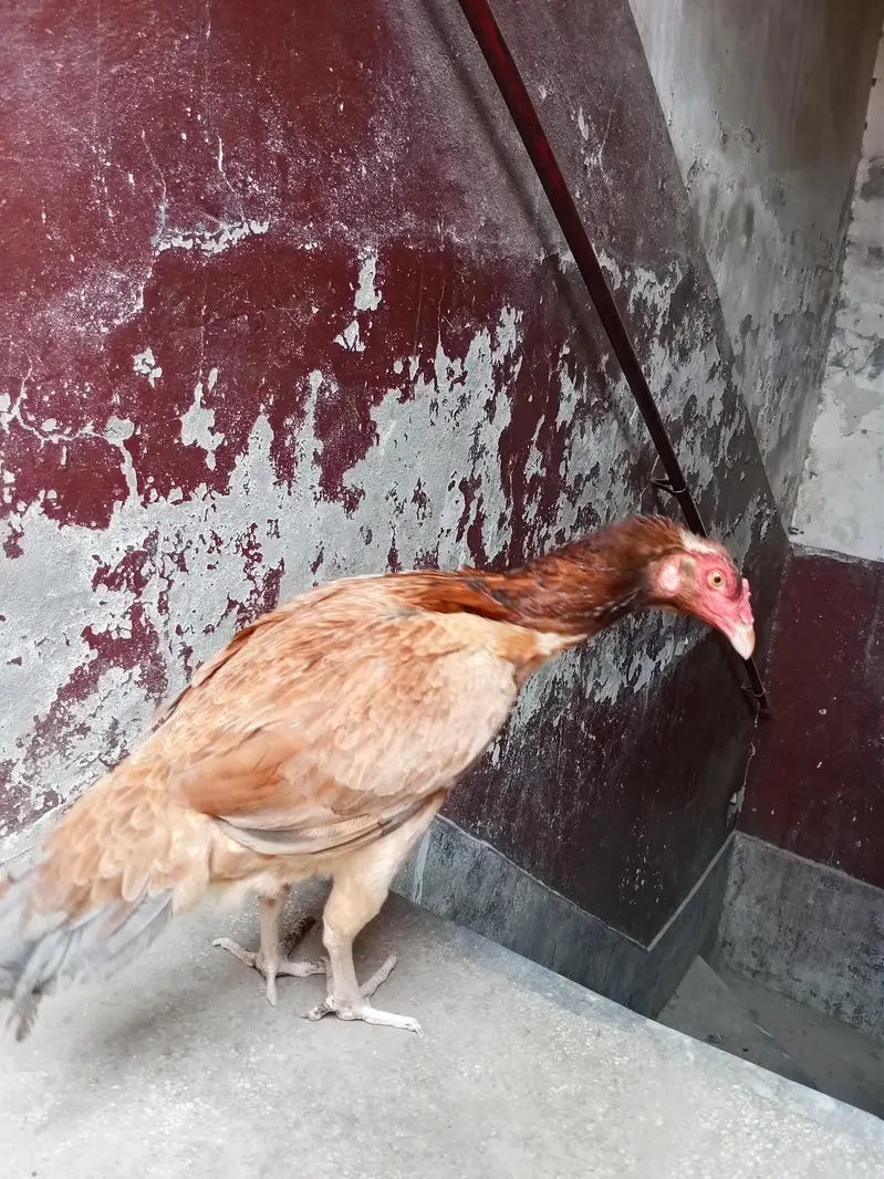 Puer Aseel murgai top Quality — photo 5