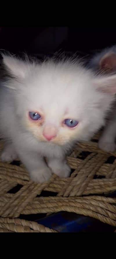 "Pure White Kittens – Vaccinated,