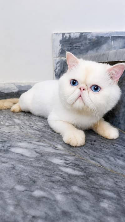 pIKI MALE FROM IMPORTED PARENTS BLUE EYES