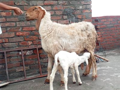 sheep sat female bacha