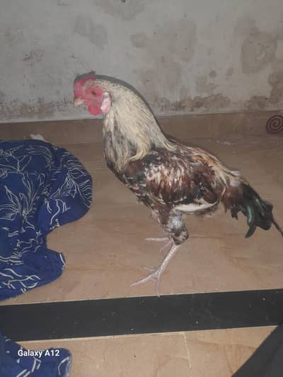 5 Month Healthy Aseel Cross / Desi Cross Rooster For Sale