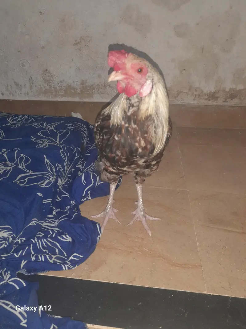5 Month Healthy Aseel Cross / Desi Cross Rooster For Sale — photo 2