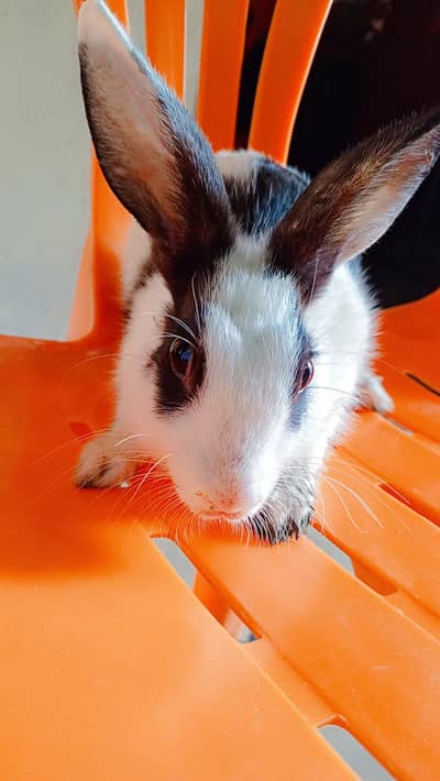 rabbit for sale