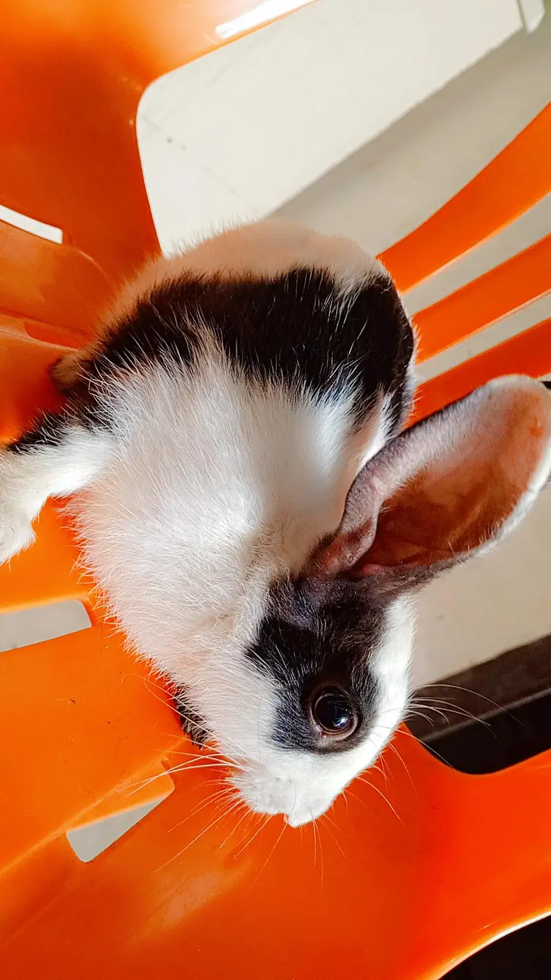 rabbit for sale — photo 2
