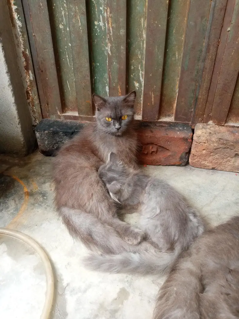 4 cats ha parsian male or female — photo 2