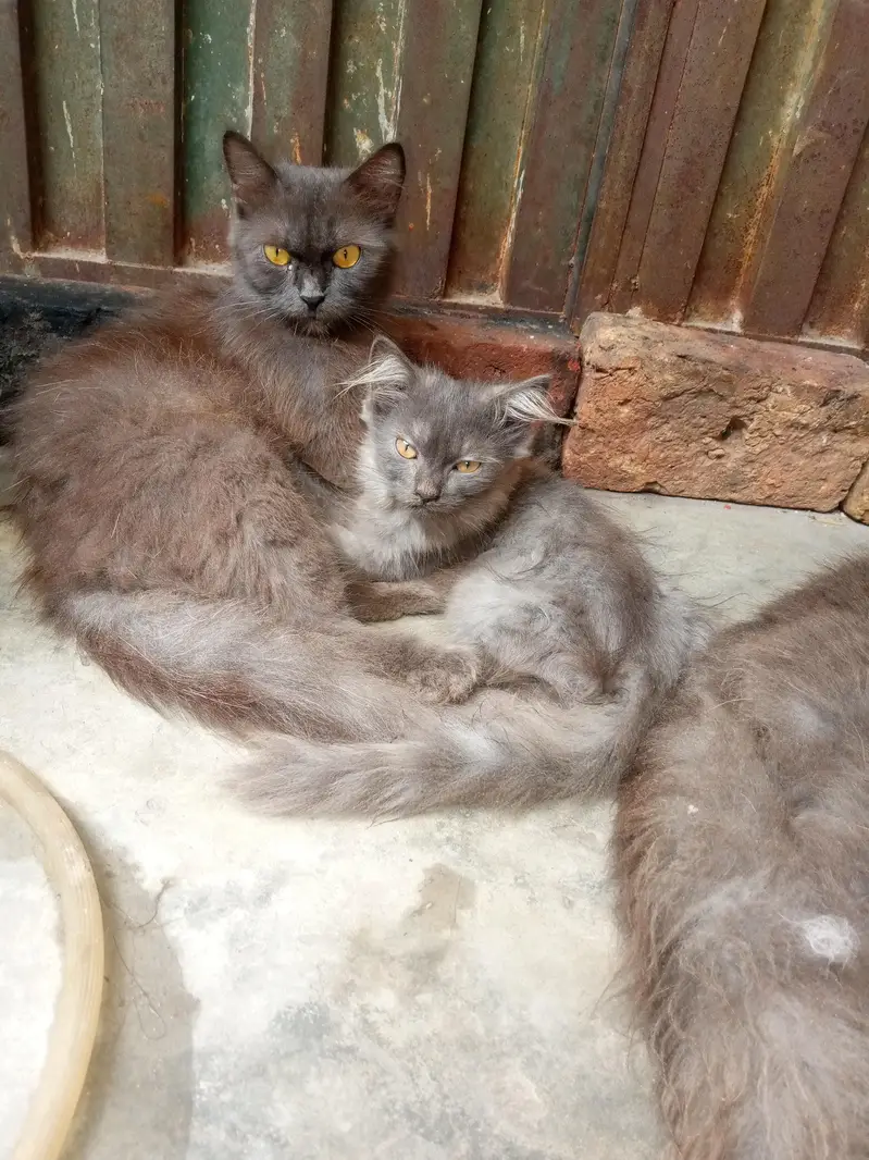 4 cats ha parsian male or female — photo 3