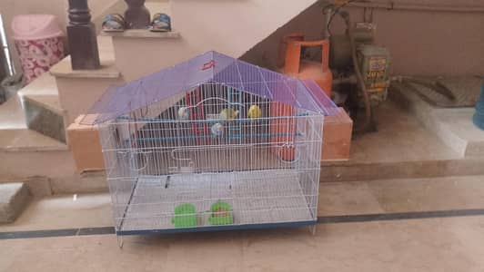 Budgies with Cage (Brand New)