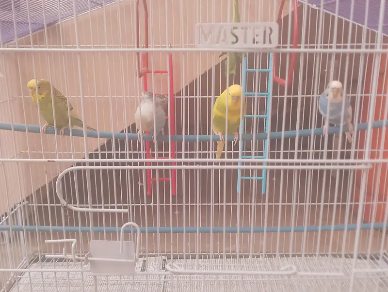 Budgies with Cage (Brand New) — photo 2