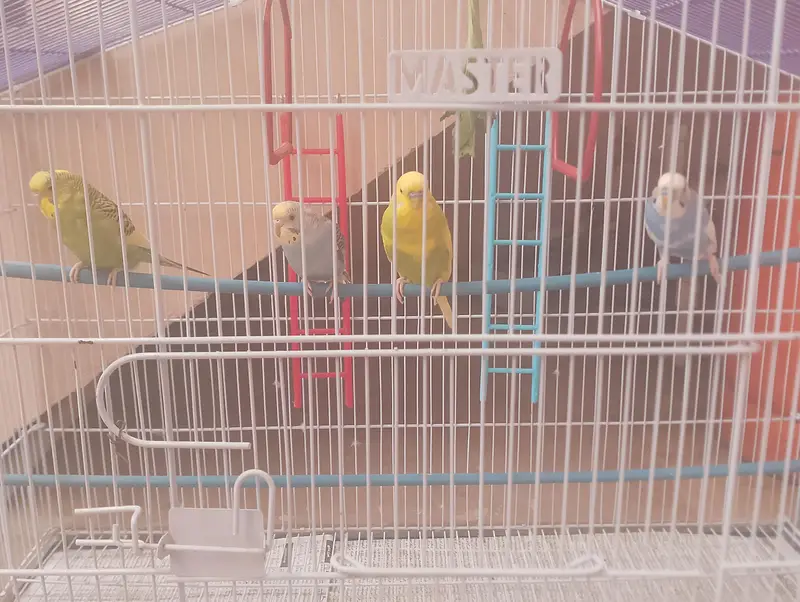 Budgies with Cage (Brand New) — photo 3
