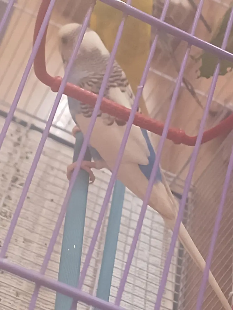 Budgies with Cage (Brand New) — photo 4