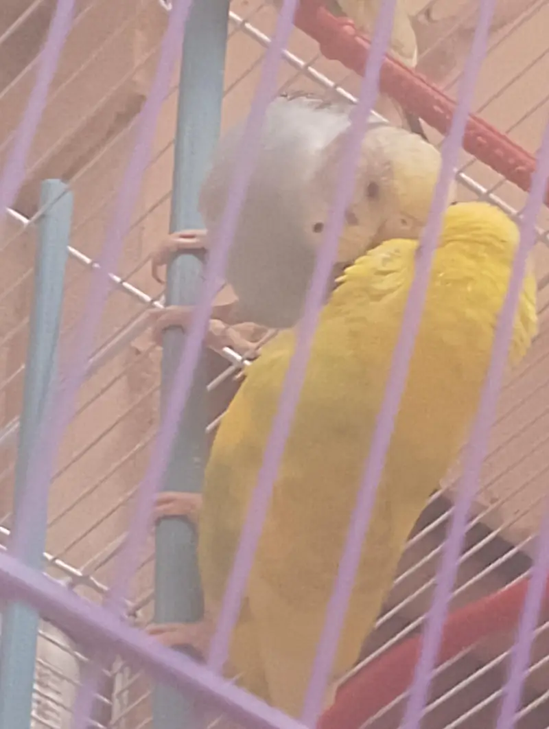 Budgies with Cage (Brand New) — photo 5