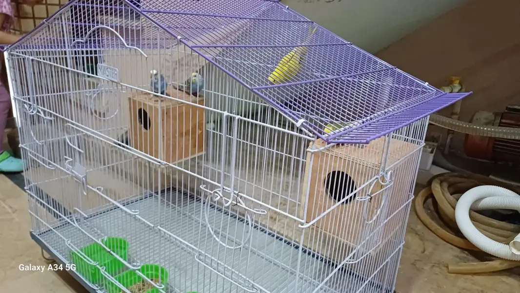 Budgies with Cage (Brand New) — photo 6