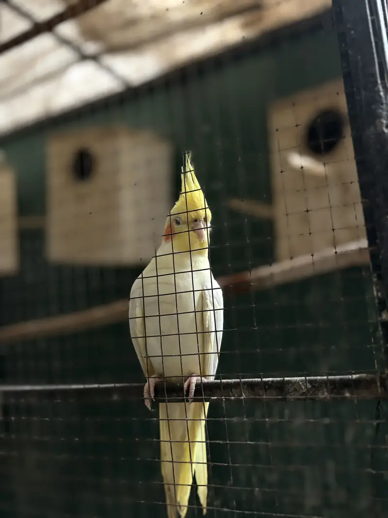 Cocktail parrot what sap 03334513418 urgent sale — photo 2