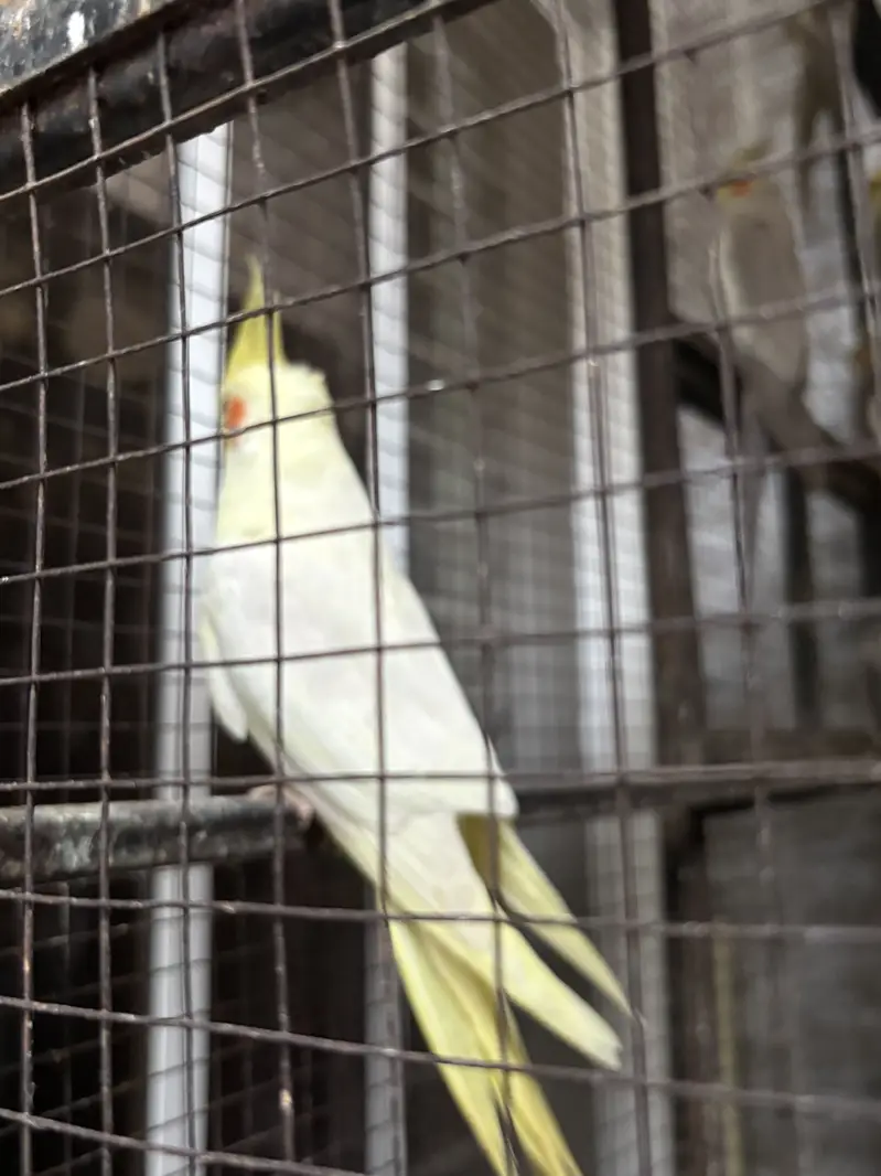 Cocktail parrot what sap 03334513418 urgent sale — photo 3