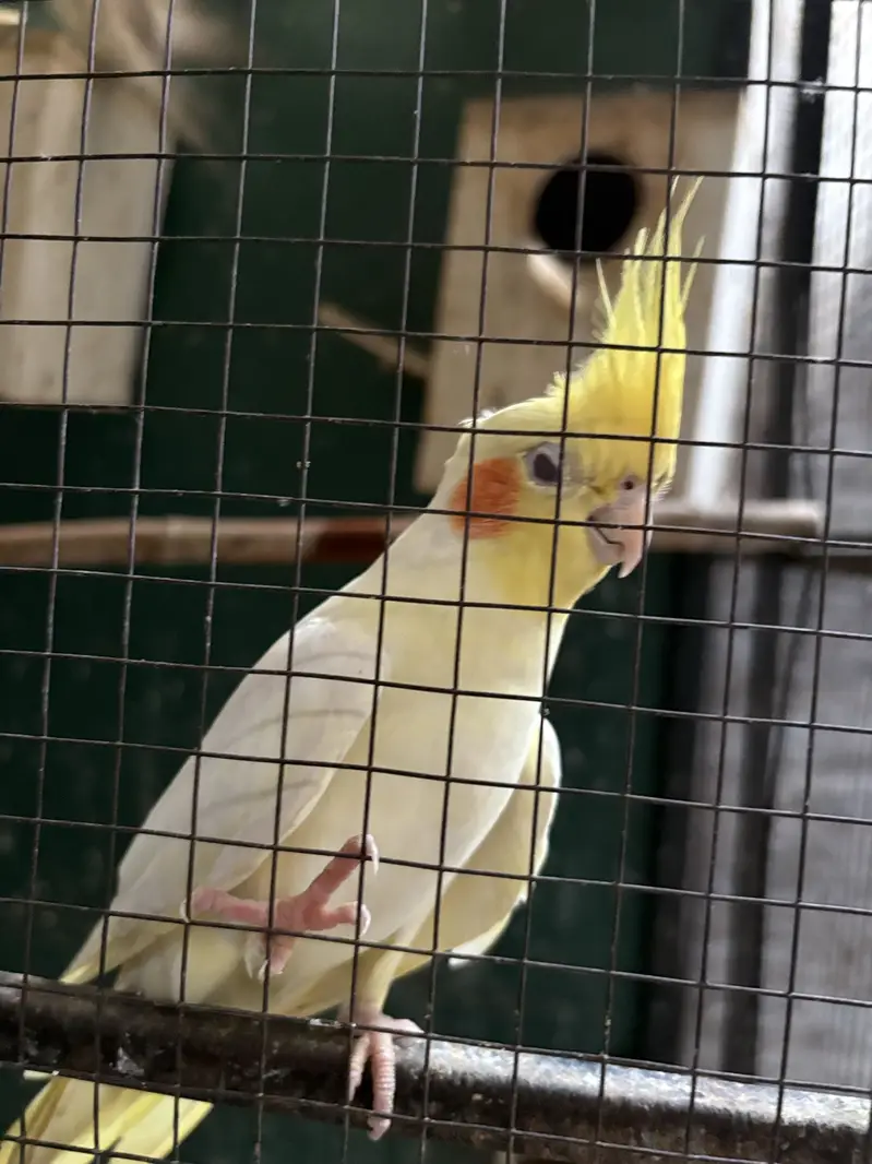 Cocktail parrot what sap 03334513418 urgent sale — photo 5