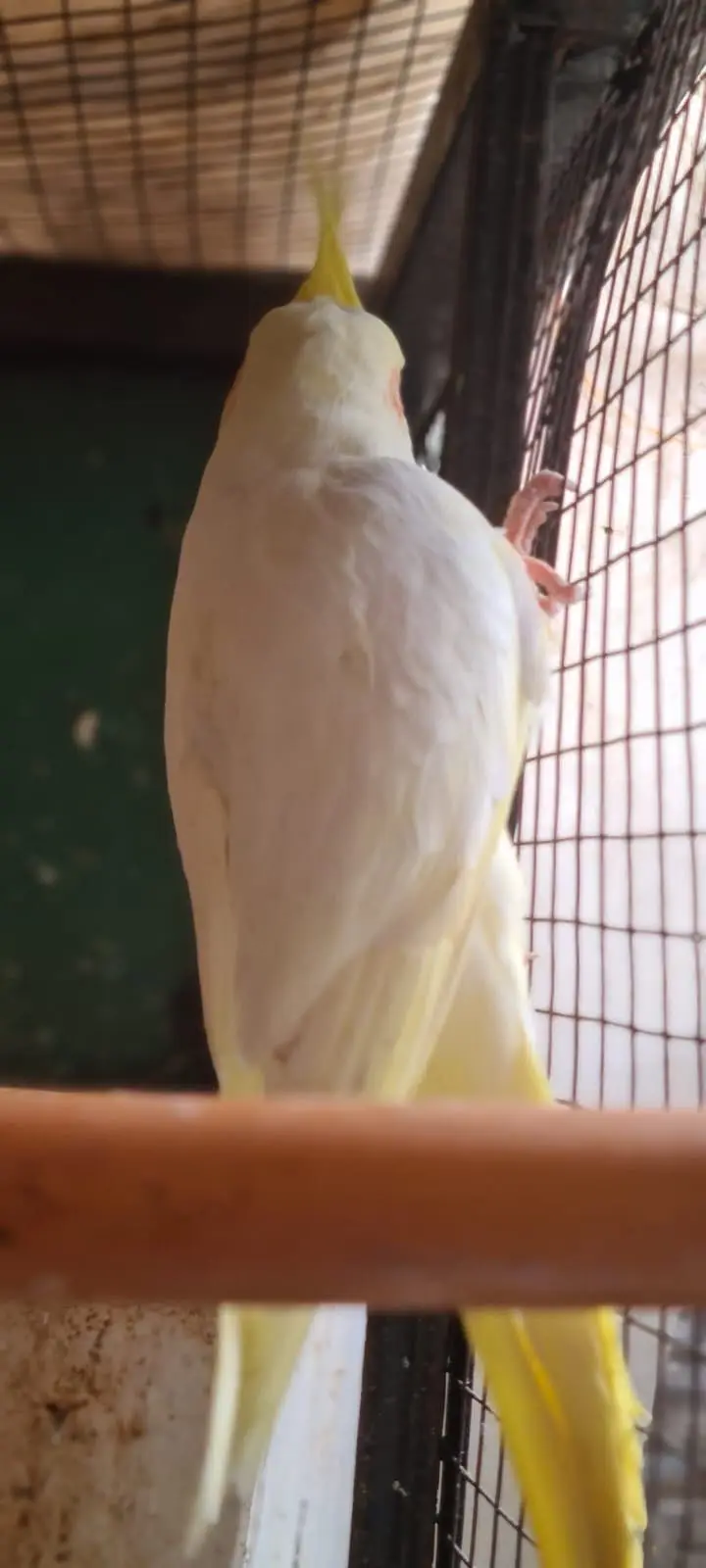 Cocktail parrot what sap 03334513418 urgent sale — photo 11