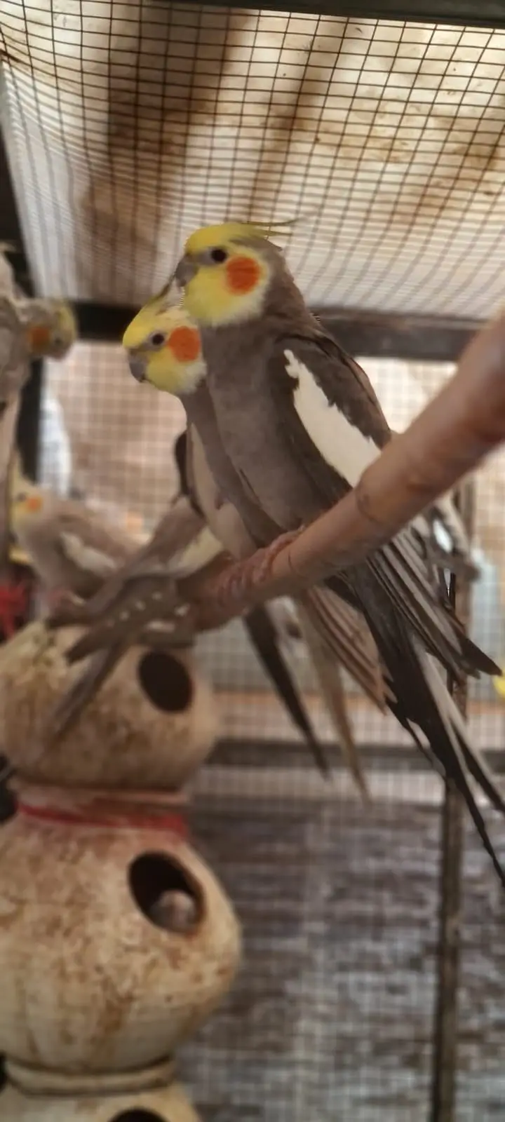 Cocktail parrot what sap 03334513418 urgent sale — photo 12