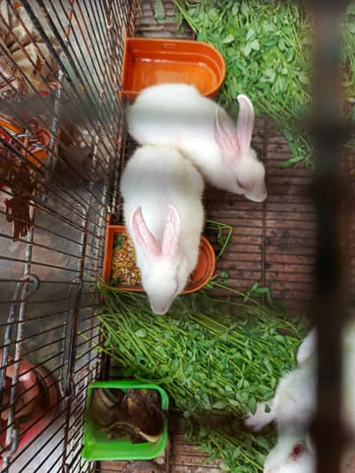 Rabbit for sale