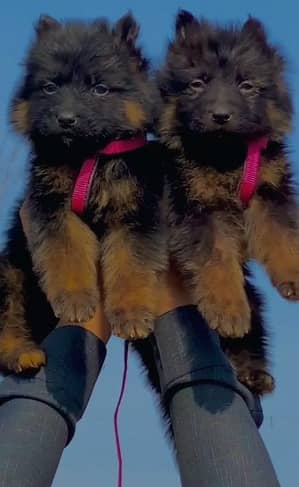 German Shepherd Male Dog / Long Coat / Double Coat / GSD dog