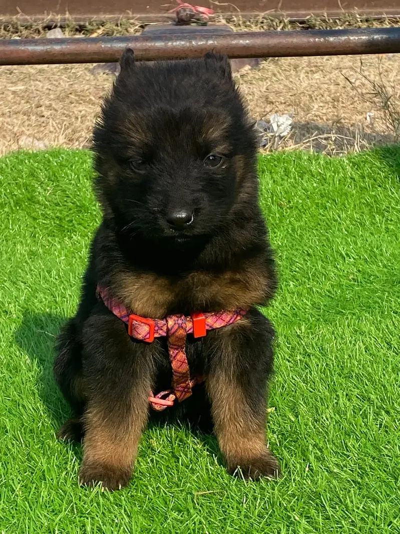 German Shepherd Male Dog / Long Coat / Double Coat / GSD dog — photo 2
