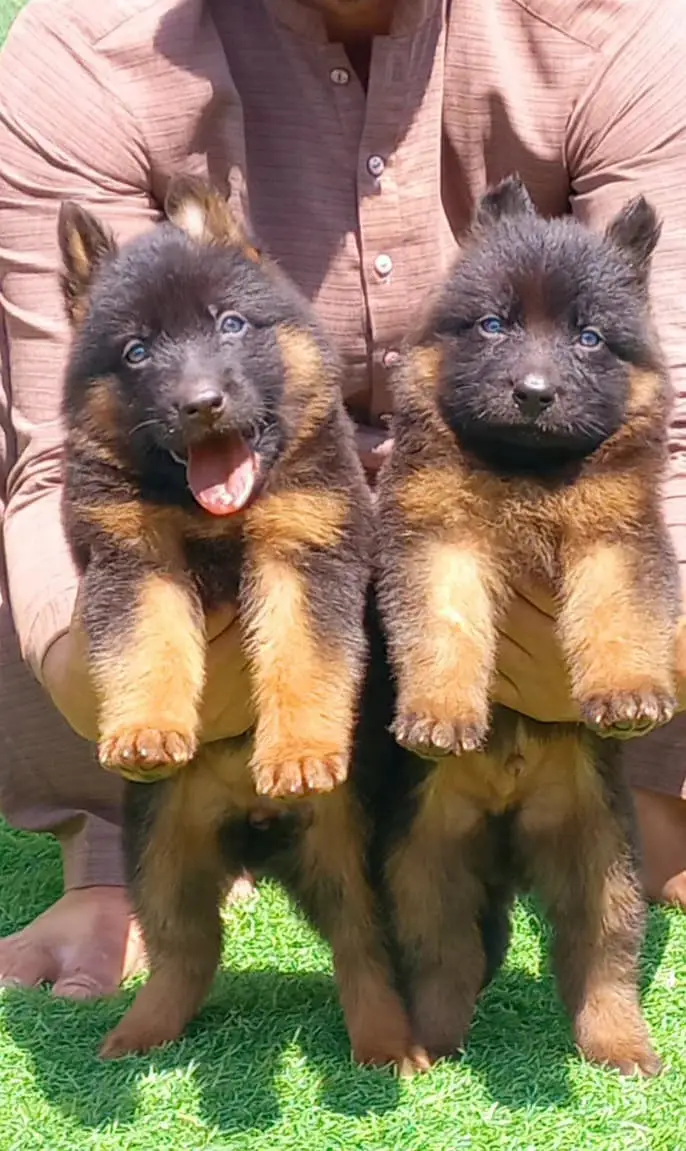 German Shepherd Male Dog / Long Coat / Double Coat / GSD dog — photo 4