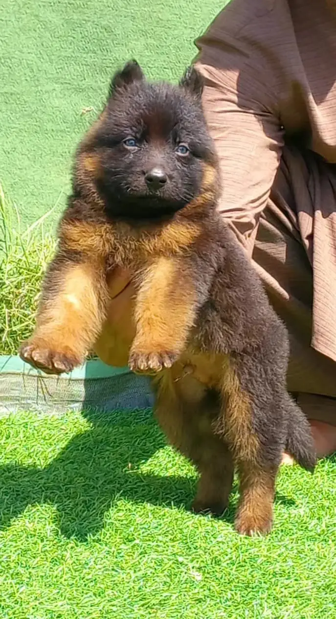 German Shepherd Male Dog / Long Coat / Double Coat / GSD dog — photo 5