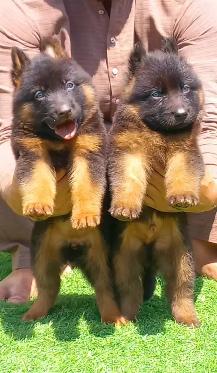 German Shepherd Male Dog / Long Coat / Double Coat / GSD dog — photo 6