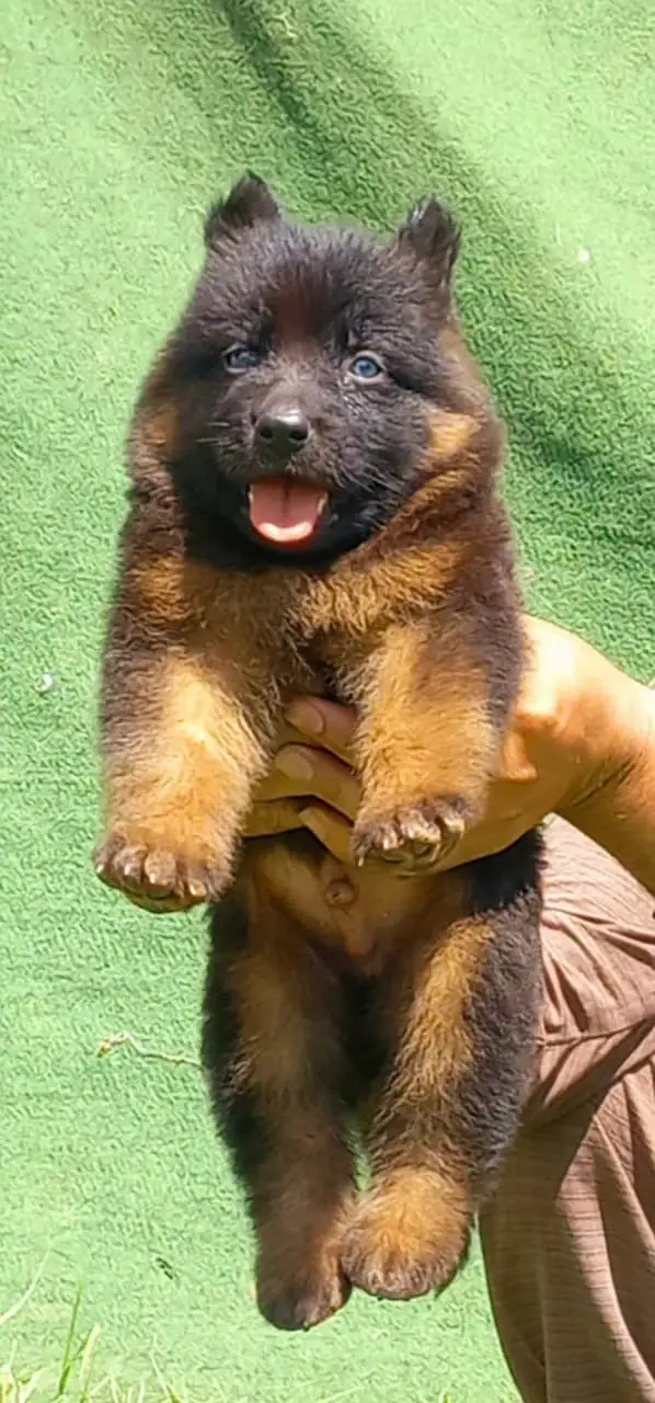 German Shepherd Male Dog / Long Coat / Double Coat / GSD dog — photo 7