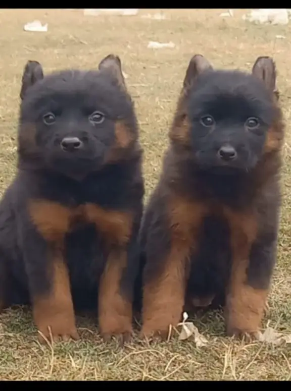 German Shepherd Male Dog / Long Coat / Double Coat / GSD dog — photo 8