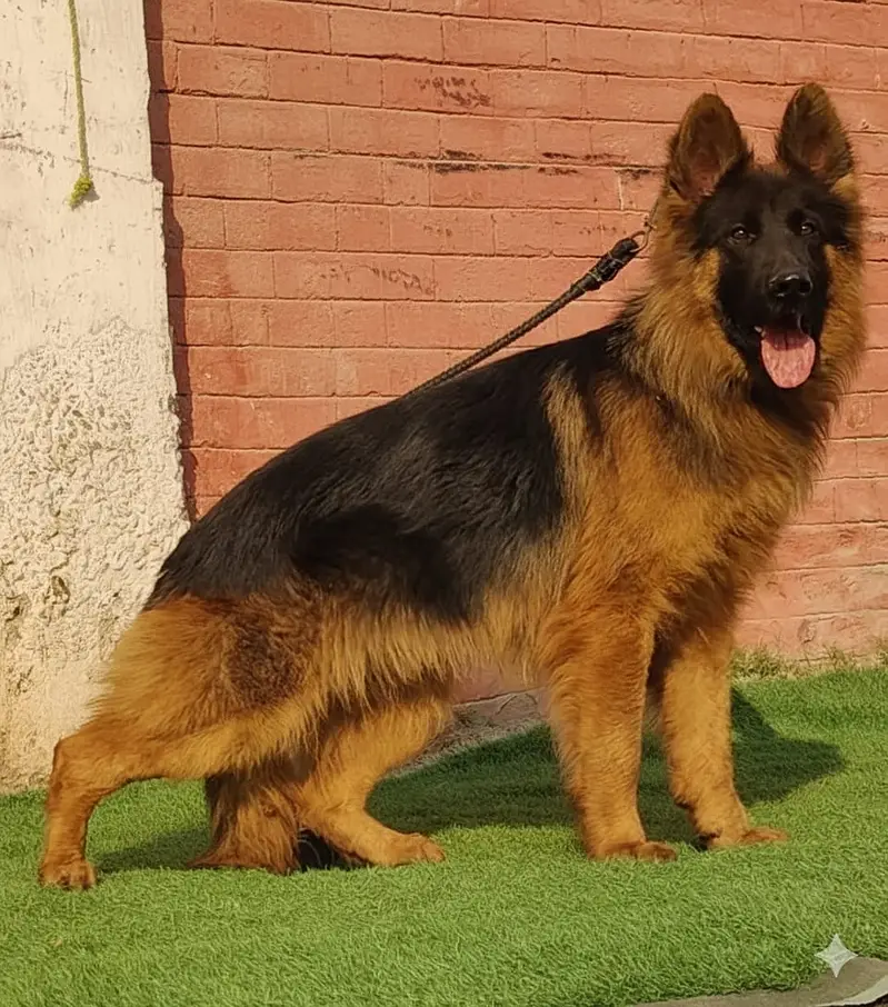 German Shepherd Male Dog / Long Coat / Double Coat / GSD dog — photo 10