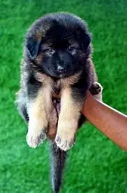 German Shepherd Male Dog / Long Coat / Double Coat / GSD dog — photo 12
